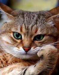 cat for mod hat.jpg