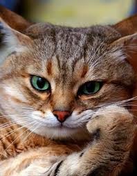 cat for mod hat.jpg