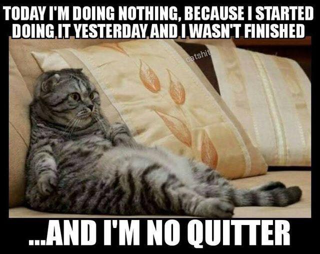 Cat -- No Quitter.jpg