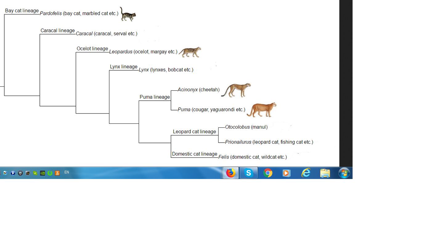 cat.png