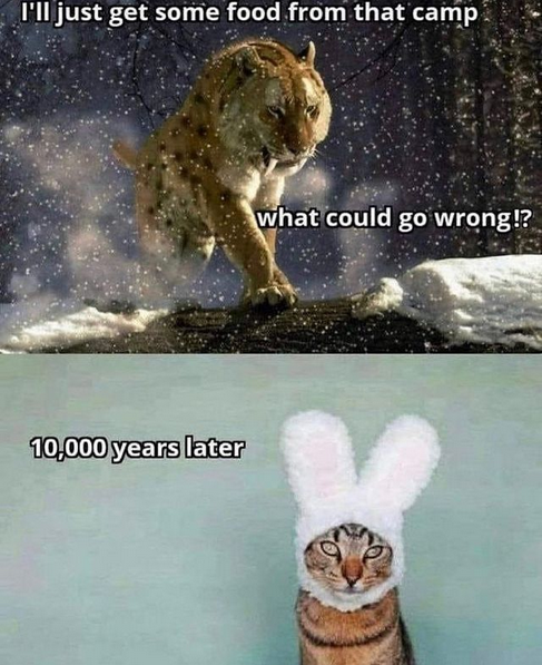 cat.png