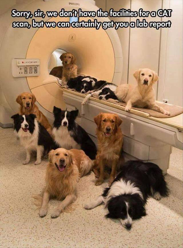 cat scan.png