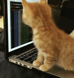 cat_computer.gif