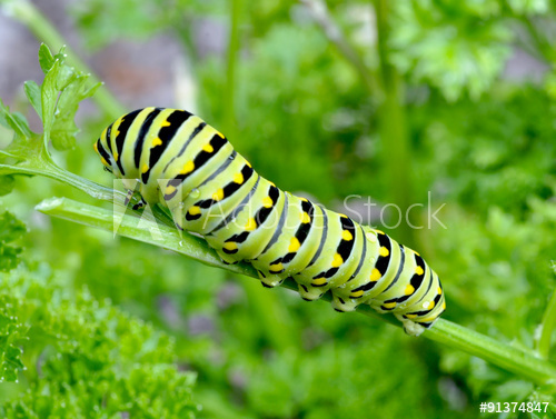 Caterpillar of a black swallowtail.jpg