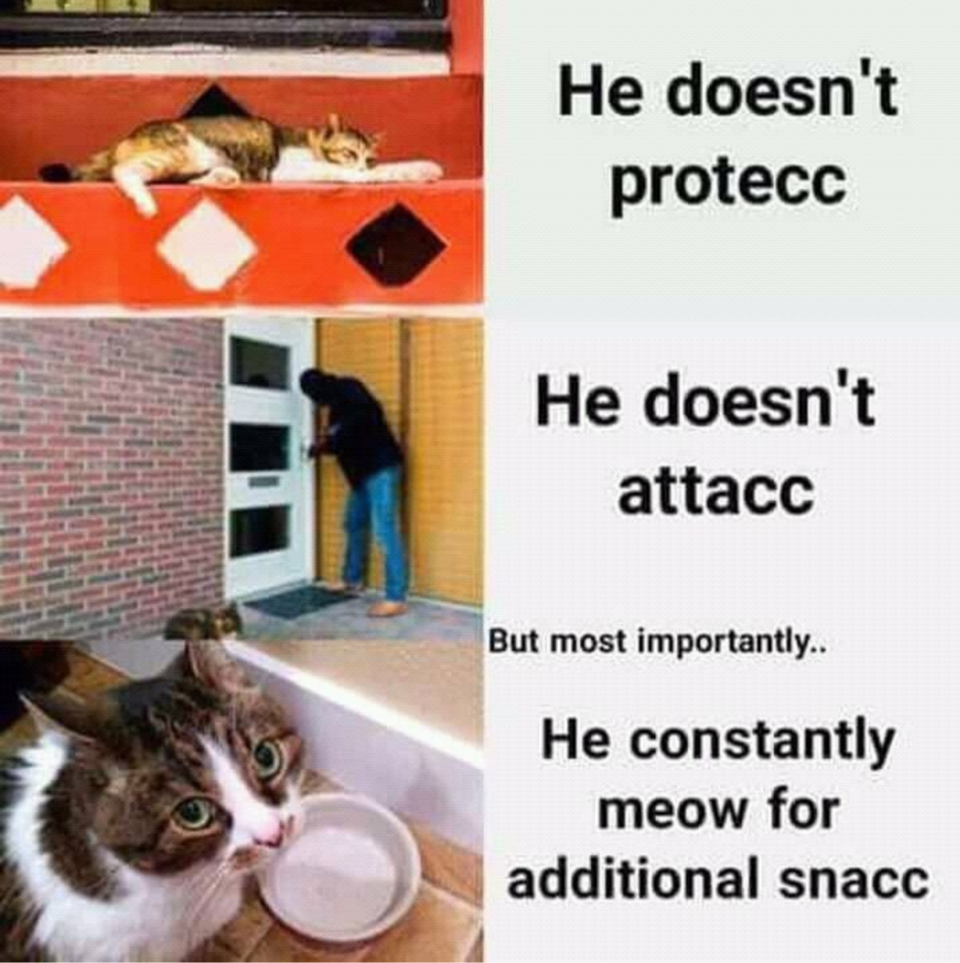 catsnacc.png