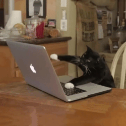 catTyping.gif