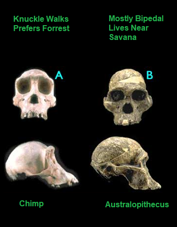 chimp-australopithecus.png