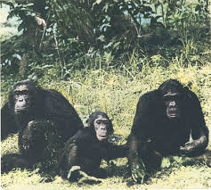 Chimps 2021.png