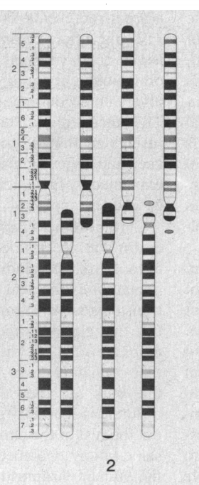 Chromosome 2.png