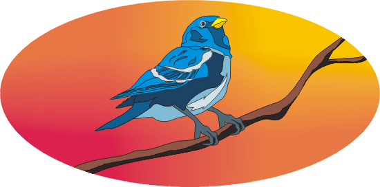 colorbird.PNG