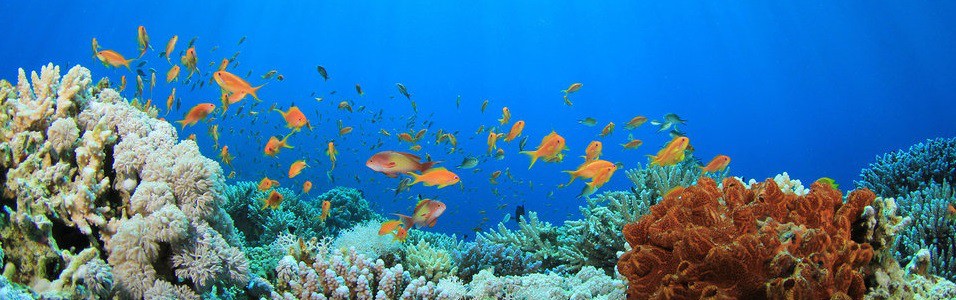 coral_reef_and_tropical_fish.jpg