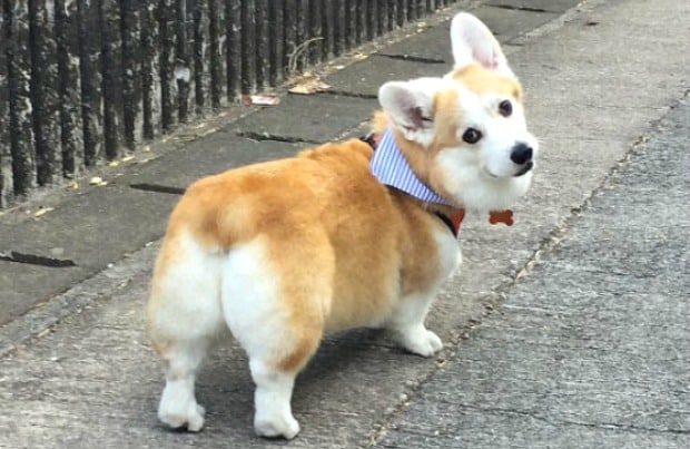 corgi-butts-main.jpg