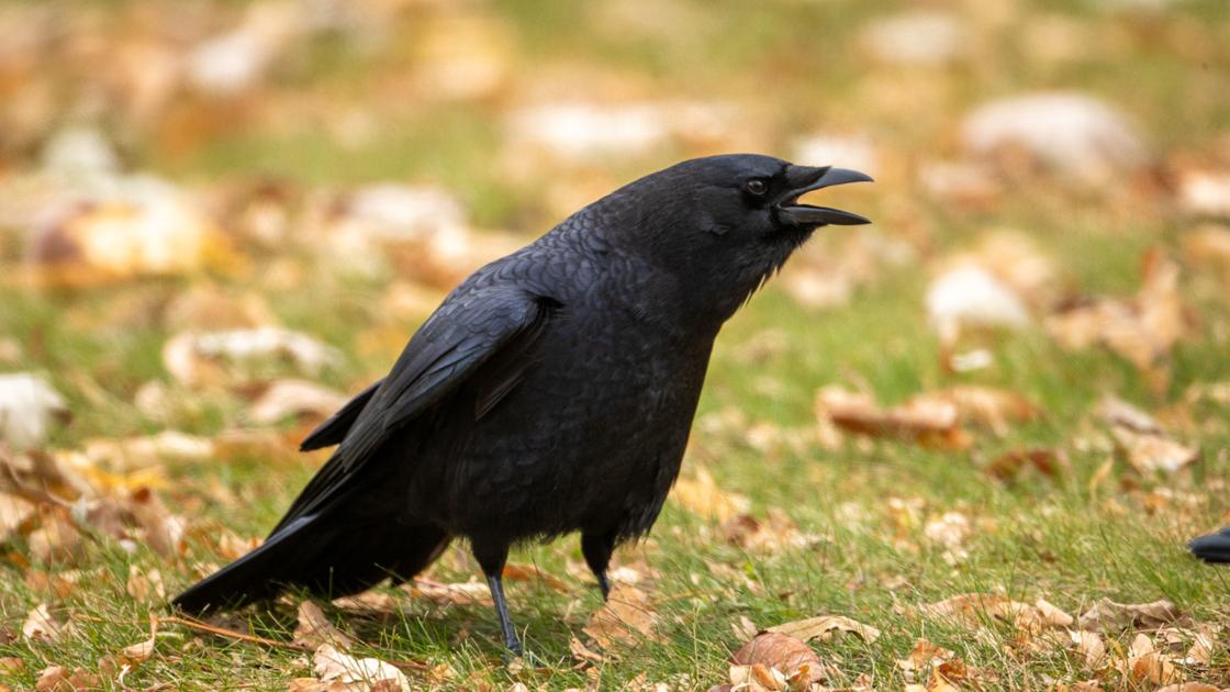 Crows.jpg
