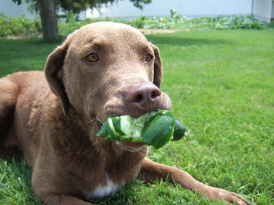 Cucumber_3.jpg