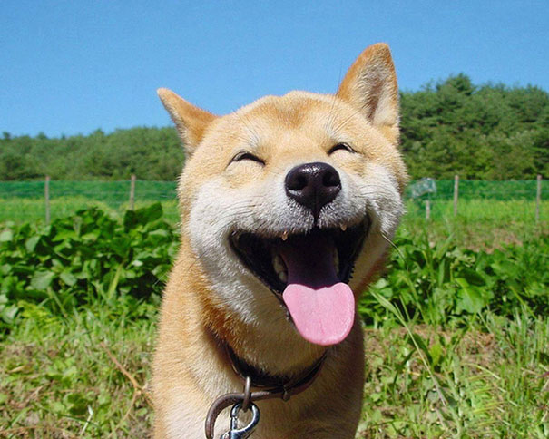 cute dog smiling.jpg