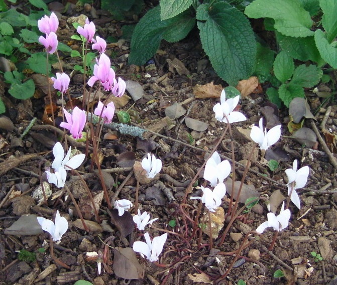 cyclamen 25-8-17.JPG