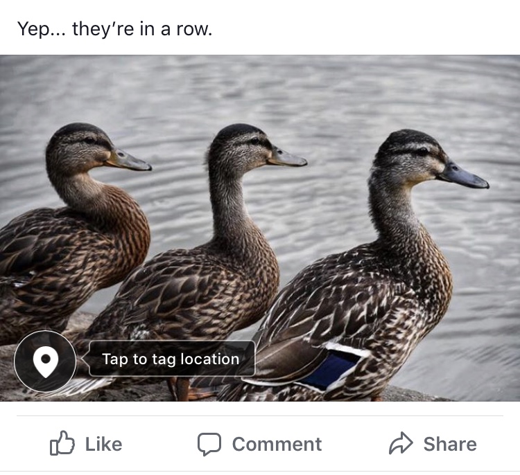 D6BB7489-8310-4A2A-AC08-79C1E3EC136E.jpeg