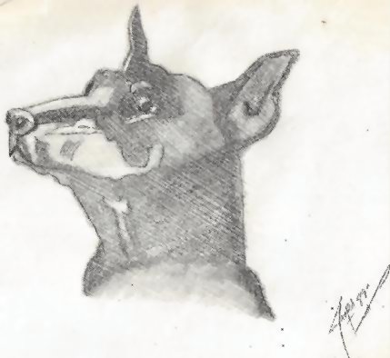 DobermanFB.jpg