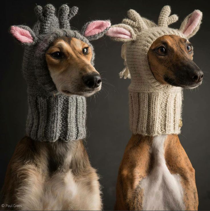 dog hats.jpg