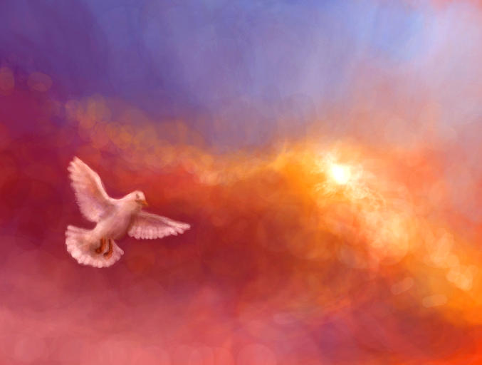 dovefinal.PNG