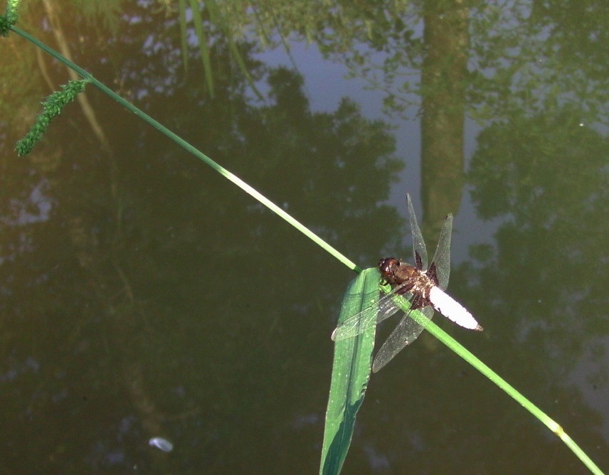 dragonfly 24-8-17.JPG