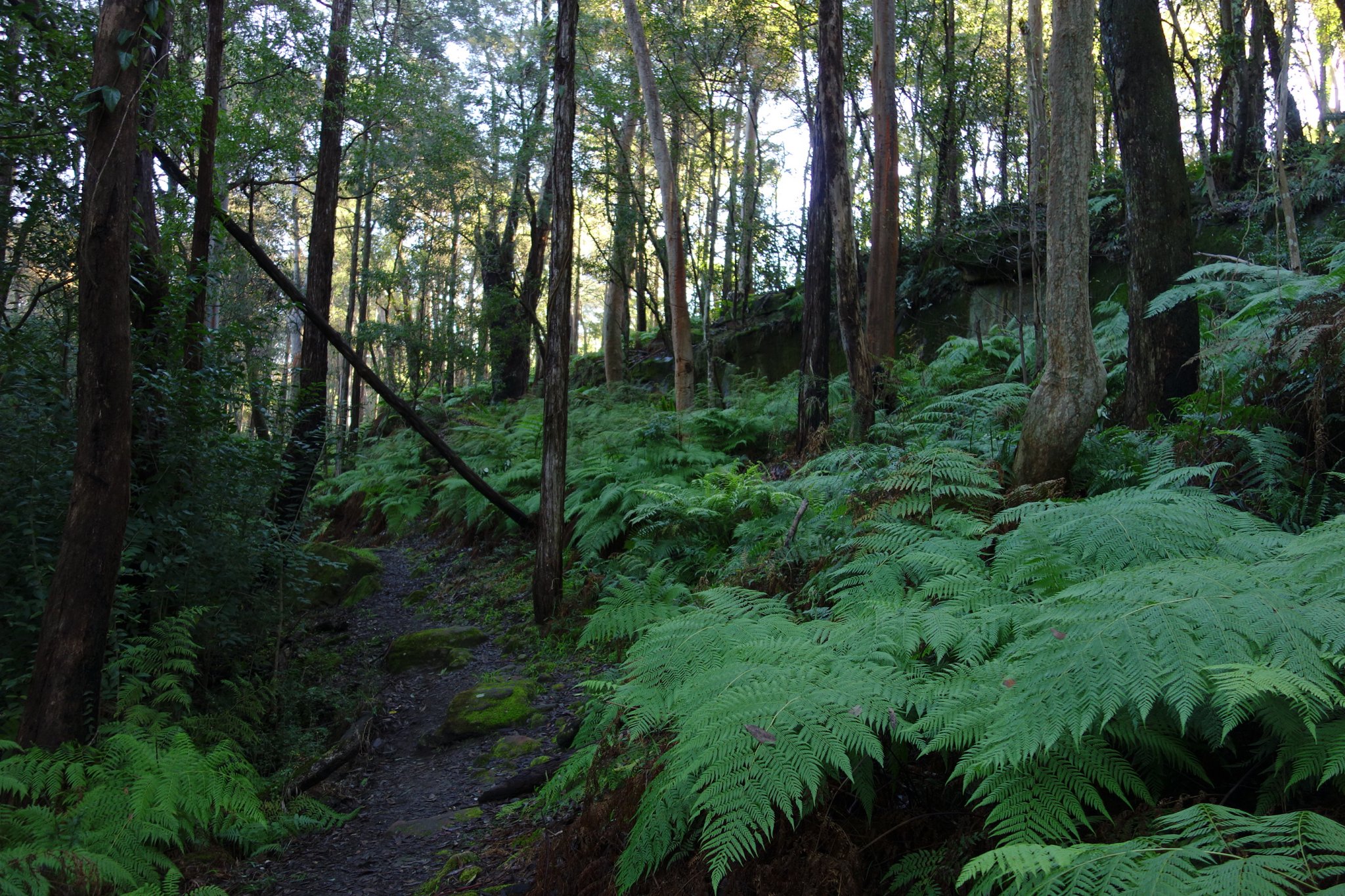 DSC05805___ Ferns.JPG