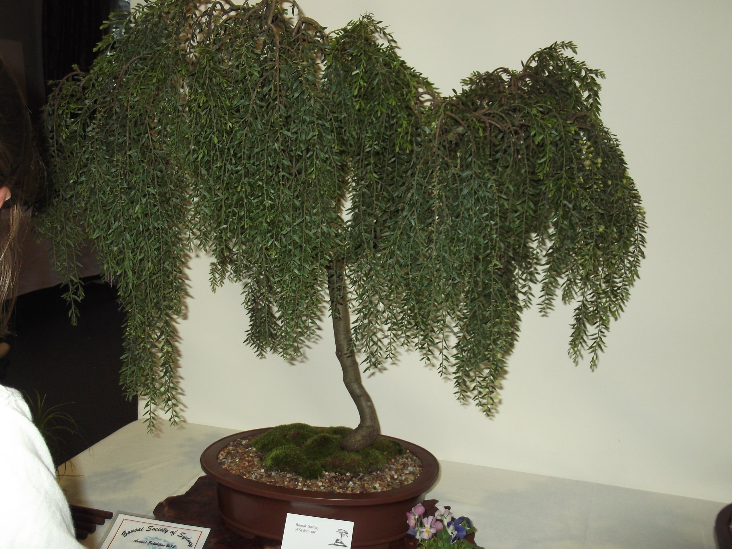 DSCF0787.JPG