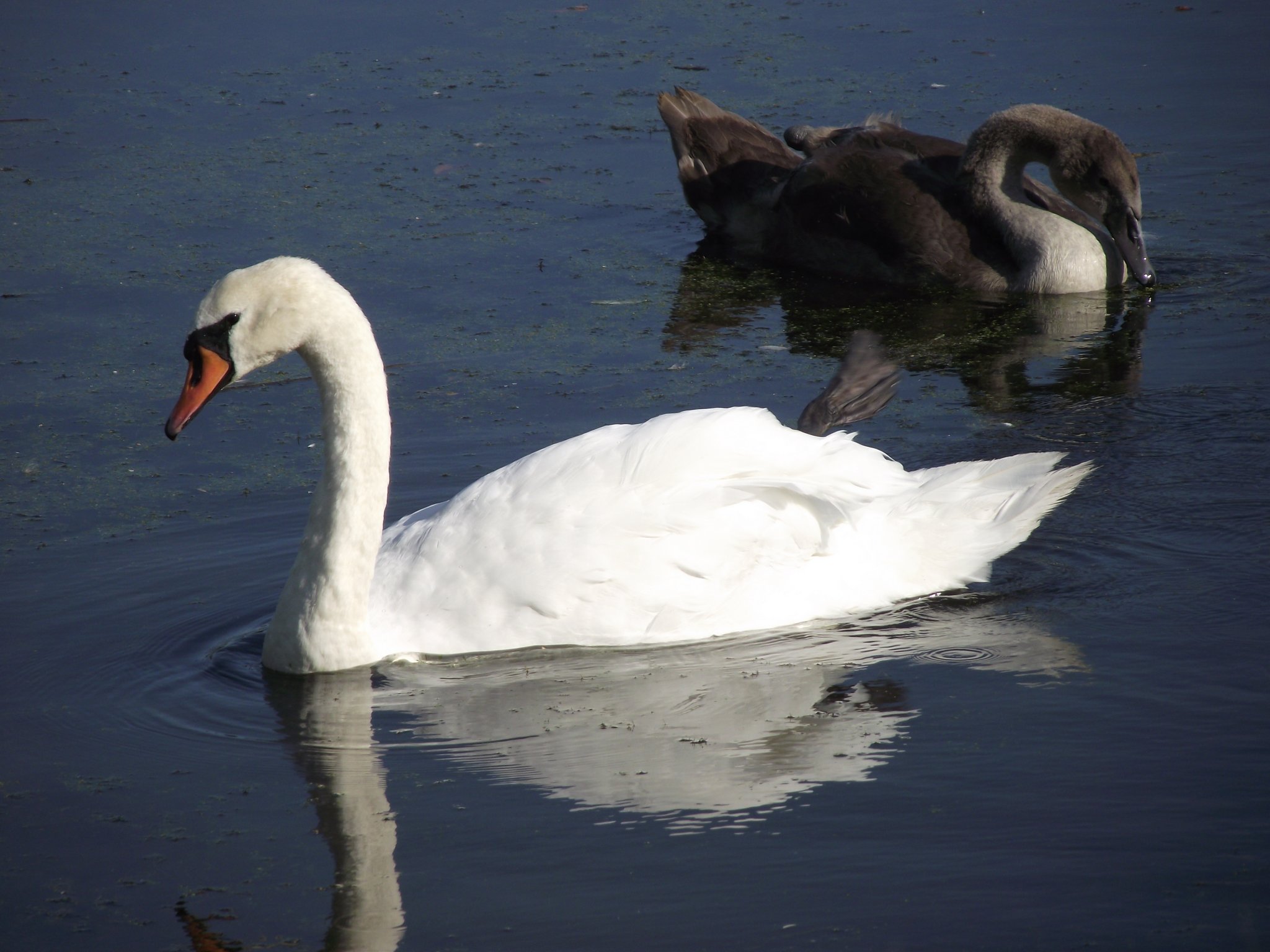 DSCF4077.JPG