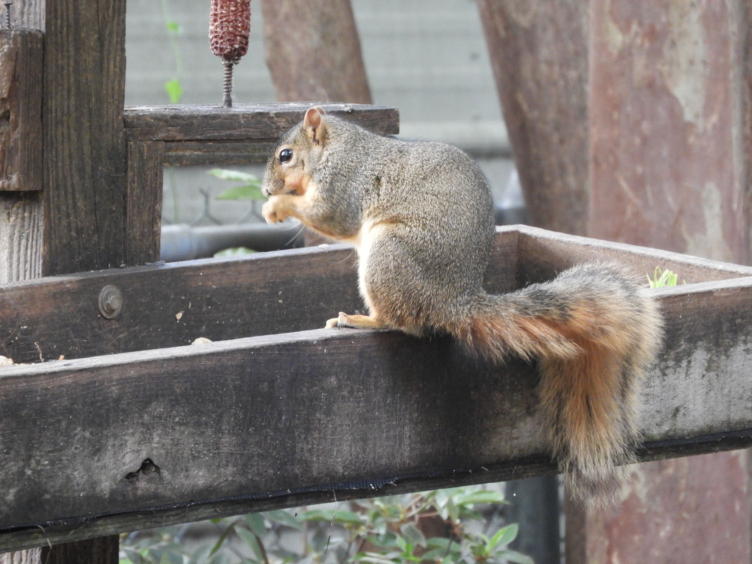 DSCN4817+.jpg