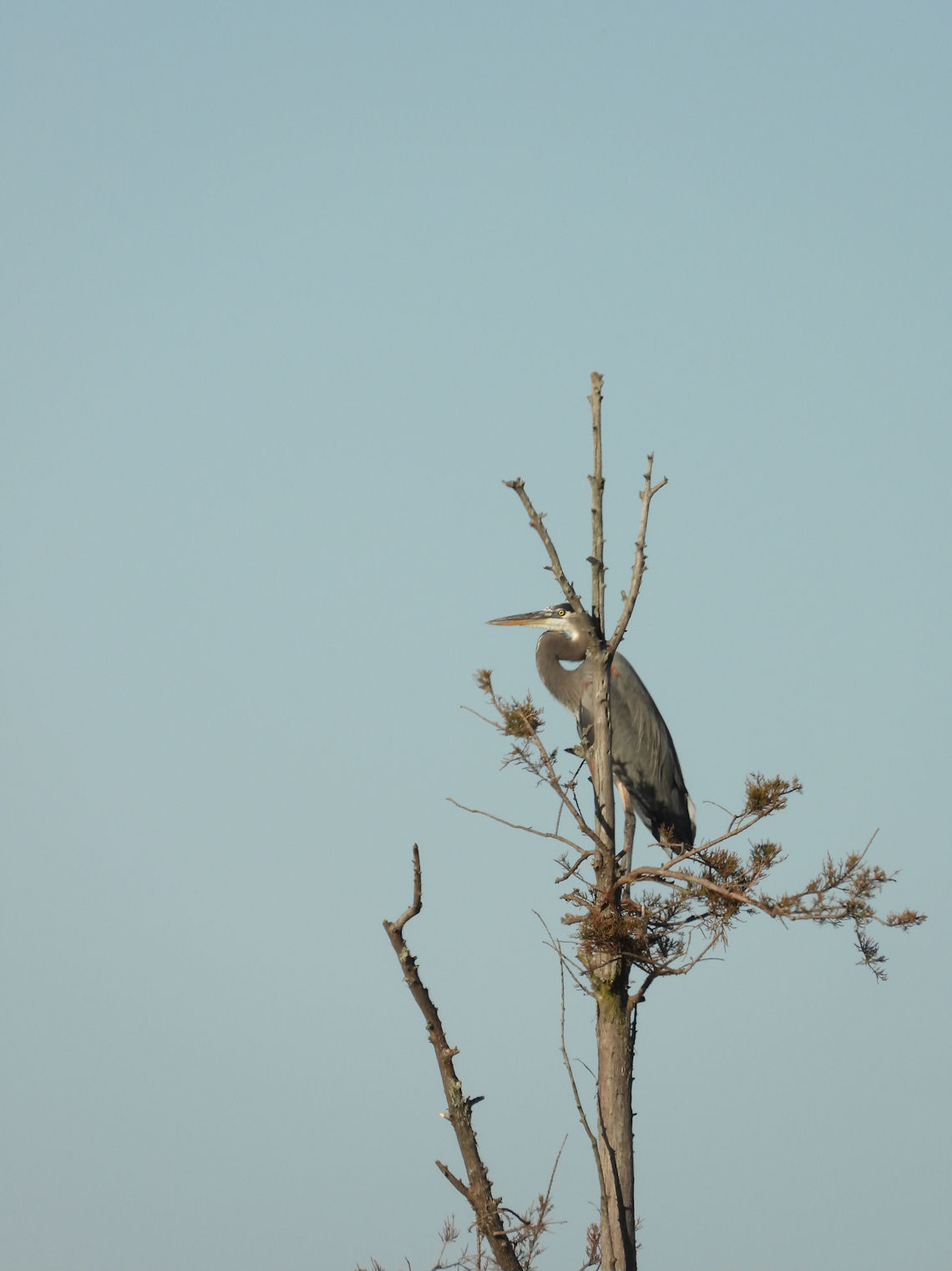 DSCN7738+.jpg