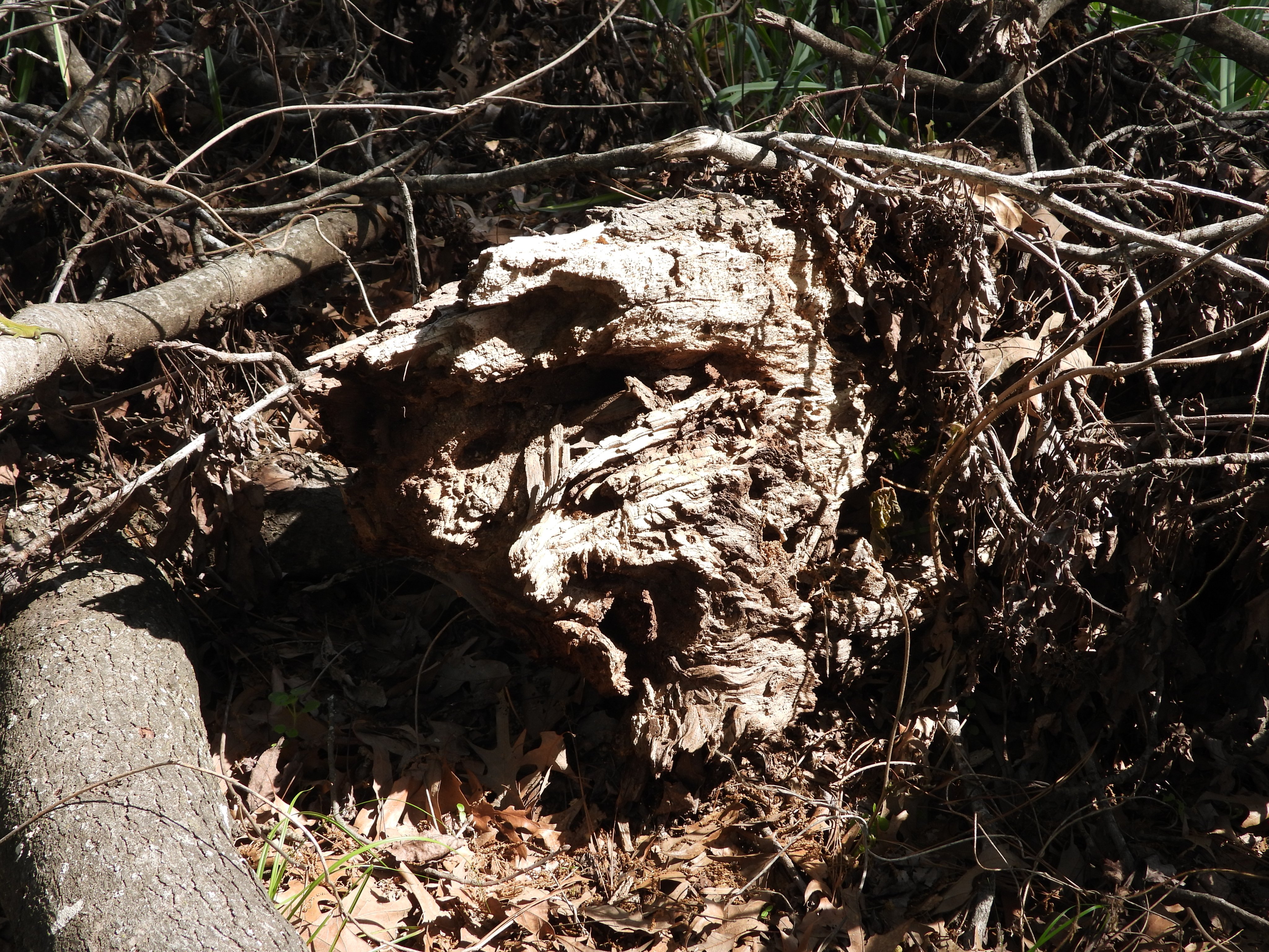 DSCN9720.JPG