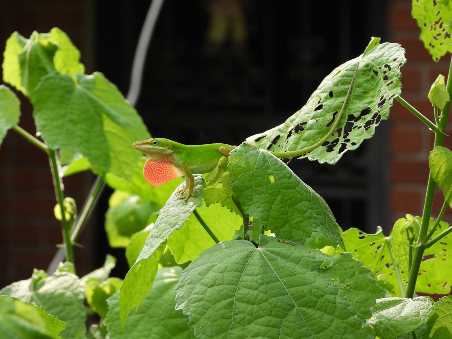 DSCN9796 (Green Anole).jpg