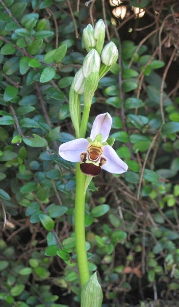 Early spider orchid (Ophrys sphegodes) (1).JPG