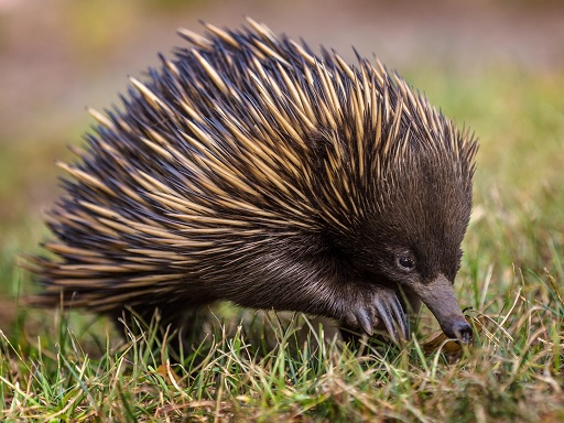echidna.jpg