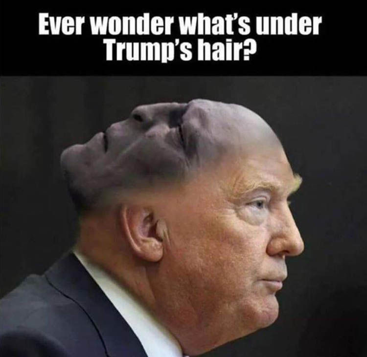 Ever-Wonder-What-s-Under-Trump-s-Hair-.jpg