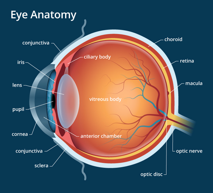 eye-anatomy-700x635.jpg