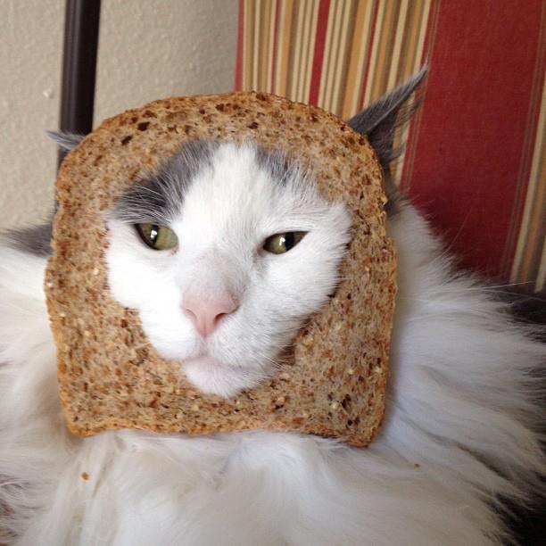 facebook-craze-bread-on-cats-head-04.jpg