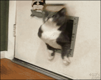 Fat-Cat-Stuck-In-Door.gif
