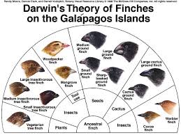finch tree.jpg