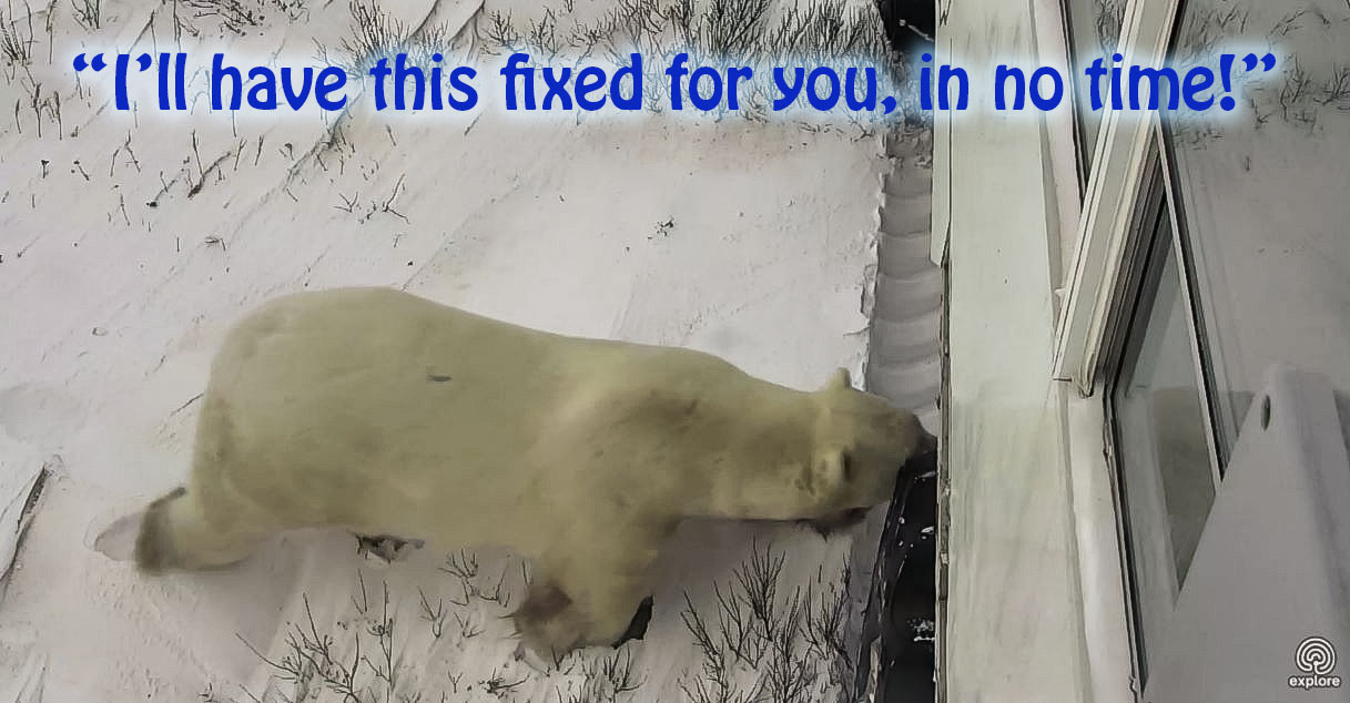 Fixed In No Time Polar Bear.jpg