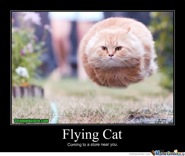 Flying-cat_o_119905.jpg