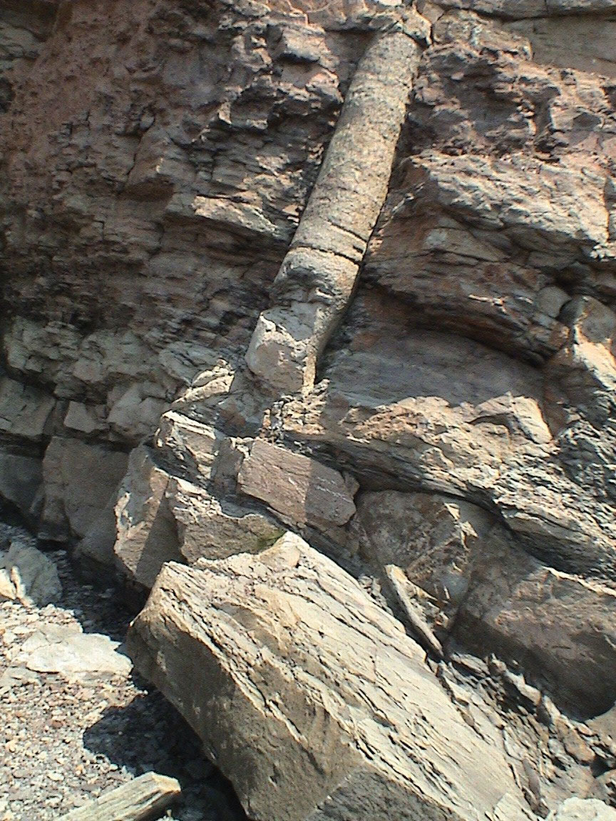 Fossil Trees.jpg