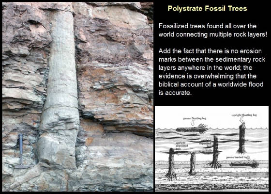 Fossilized Trees.jpg