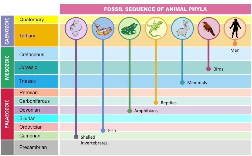 fossilsuccession1_med.jpeg