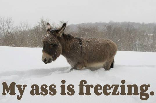 Freezing donkey.png