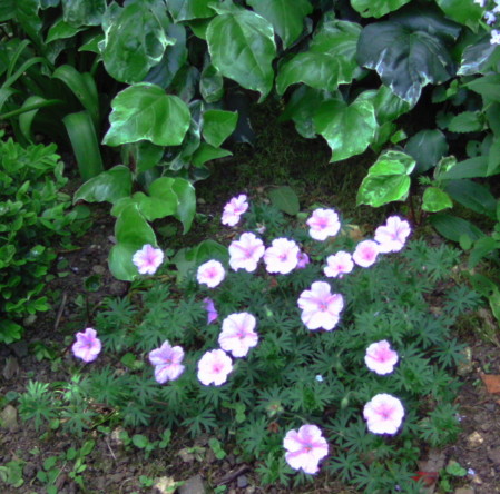 garden 15-5b.JPG