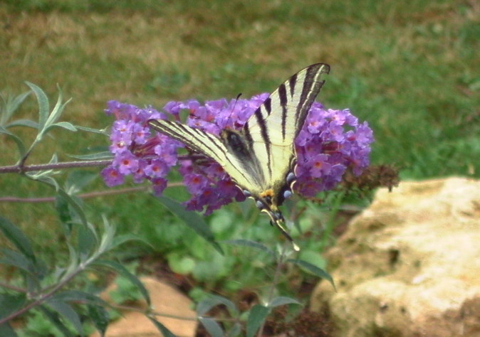 garden 31-8-17b.JPG