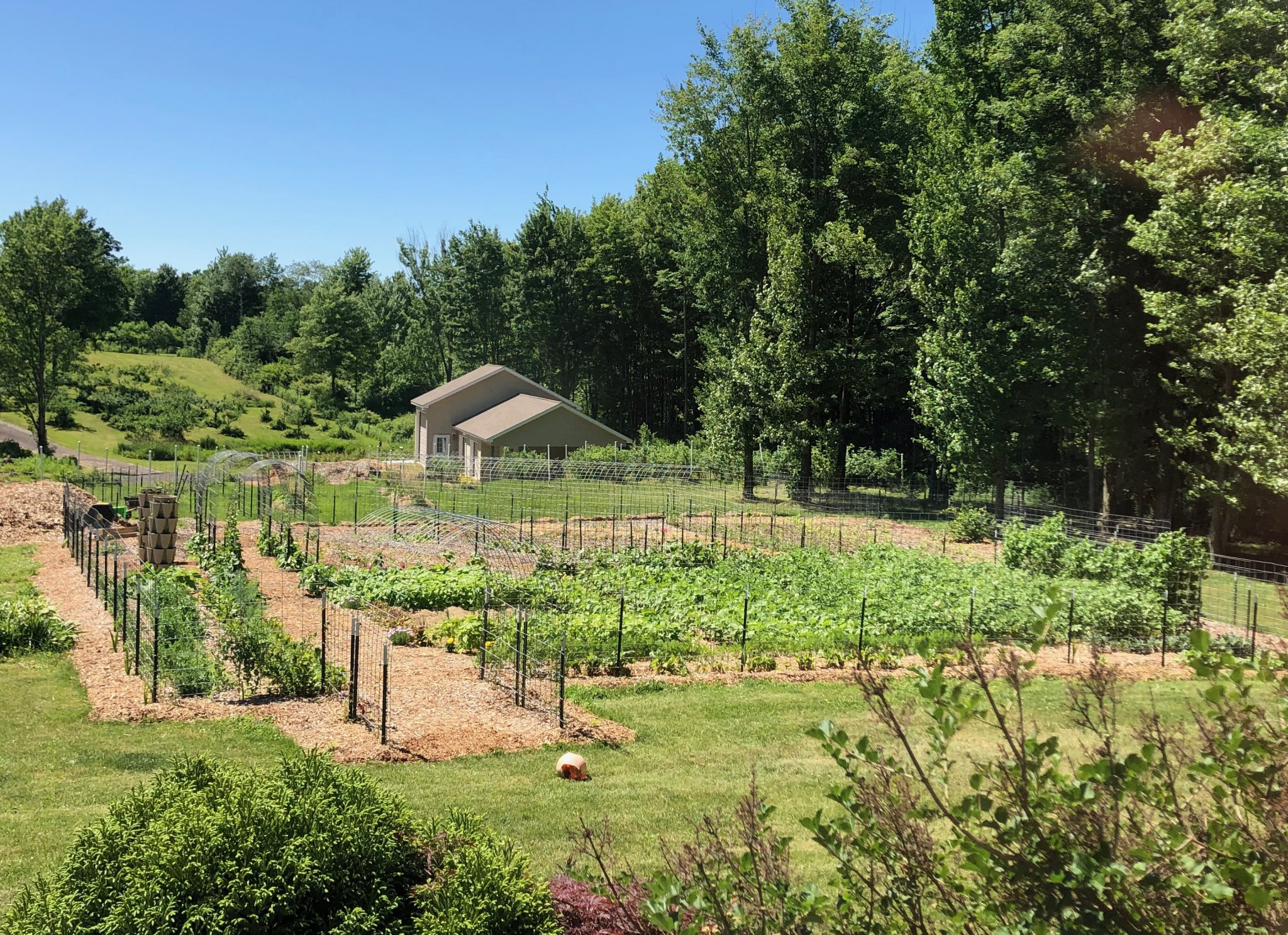 Garden 6-18-22.jpeg