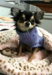 giphy.gif