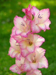 Gladiolus 1, Gladiol,, Miekkalilja.jpg